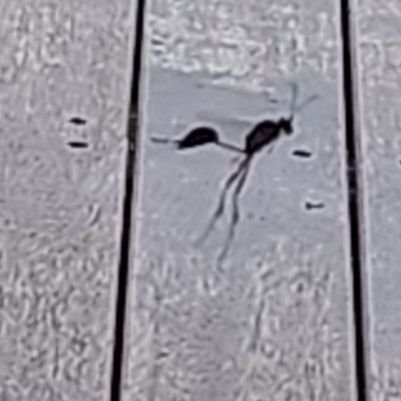 nzTracy1's profile picture. no comment