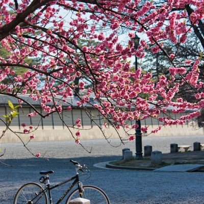 nino1119hiro's profile picture. 古代史研究　写真　ウォーキング　読書　音楽鑑賞