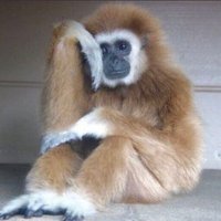 Monkey (@monkeygorilla__) 's Twitter Profile
