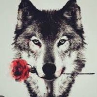Un Lobo Domesticado 🐺 (@lsolitario0102) 's Twitter Profile
