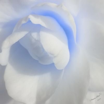 ChastaBlue's profile picture. ♡