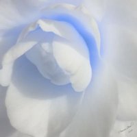 ChastaBlue (@chastablue) 's Twitter Profile Photo ChastaBlue (@chastablue) 's Twitter Profile Photo