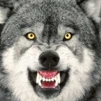🇺🇸PopulismIsTheWay🇺🇸 (@eagleascendant) 's Twitter Profile