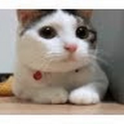 xiaoaiwhc1's profile picture. 