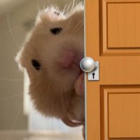 にん (@iannnning) 's Twitter Profile