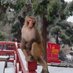 文亘古遗🐒四代目(马应龙猎妈版) (@wengenguyi4) Twitter profile photo 文亘古遗🐒四代目(马应龙猎妈版) (@wengenguyi4) Twitter profile photo