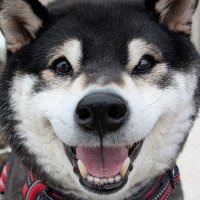 黒柴の春吉 (@kuroshibahal) 's Twitter Profile Photo 黒柴の春吉 (@kuroshibahal) 's Twitter Profile Photo