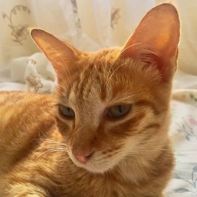 njrmt's profile picture. ✨✨RMT by APRIL 2, 2025✨✨