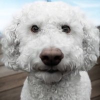 Mr Cuddles (@mrcuddlesdog) 's Twitter Profile