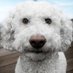 Mr Cuddles (@mrcuddlesdog) Twitter profile photo Mr Cuddles (@mrcuddlesdog) Twitter profile photo