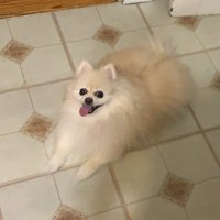 Public Opinion (@letsevolve_as_1) 's Twitter Profile