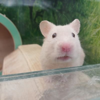 Massodaさんのプロフィール画像
