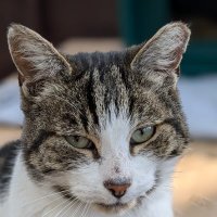 Robert Allotment cat,now helped by Janet & Amanda (@allotmentcat) 's Twitter Profile Photo Robert Allotment cat,now helped by Janet & Amanda (@allotmentcat) 's Twitter Profile Photo