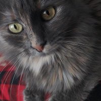 Fikriye (@fikriyebeka) Twitter profile photo