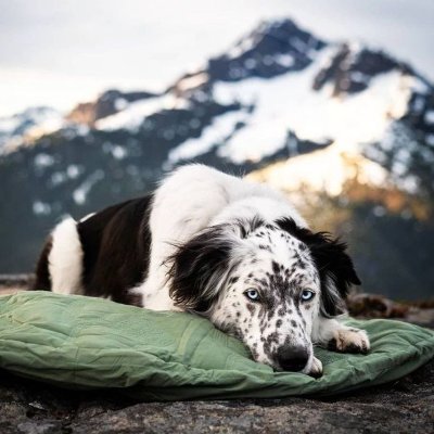 🍀🐕 𝐉𝐮𝐦𝐩𝐢𝐧𝐠 𝐡𝐢𝐠𝐡 𝐚𝐧𝐝 𝐫𝐮𝐧𝐧𝐢𝐧𝐠 𝐟𝐫𝐞𝐞,
𝐀 𝐝𝐨𝐠’𝐬 𝐣𝐨𝐲 𝐢𝐬 𝐚𝐥𝐥 𝐈 𝐬𝐞𝐞..🐕🦺🐕