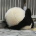 paopao (@lebufat) Twitter profile photo paopao (@lebufat) Twitter profile photo