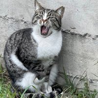 sola stella (@yalqova) Twitter profile photo