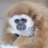 kholesevigny's profile image
