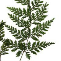 Pherner (@frnflw1011) 's Twitter Profile Photo Pherner (@frnflw1011) 's Twitter Profile Photo