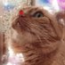 the CatGang RIP🌈 Klumpen My life My Everything (@thecatgang3) Twitter profile photo the CatGang RIP🌈 Klumpen My life My Everything (@thecatgang3) Twitter profile photo