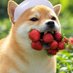 はー🍓🐶 (@kuma_kuma0419) Twitter profile photo はー🍓🐶 (@kuma_kuma0419) Twitter profile photo