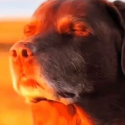 chin_may27's profile picture. I abstain from enlightenment  !Engineer