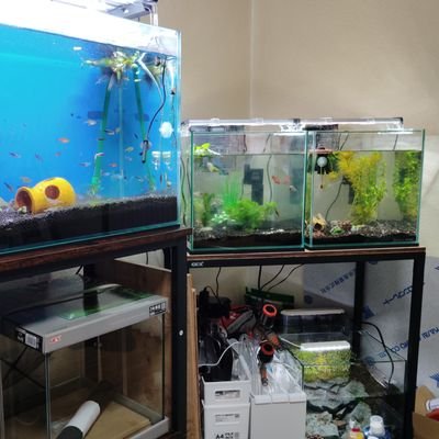 現在、強迫性障害やうつ病のせいで仕事ができなく興味も趣味も無くなっていましたが
アクアリウムの動画を見て癒やさ
興味を持ち始め
等々アクアリウム始めました。
初心者ですが今では、11台目まで立ち上げ
癒やされています。
同じ趣味の方ぜひ仲良くして下さい。