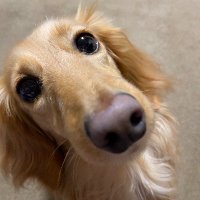 しましまdog (@uswjr3) 's Twitter Profile