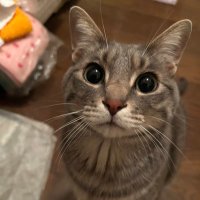 シーみかん2 (@acquaneve3) 's Twitter Profile
