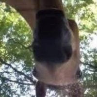funny hungry horse (correct version) (@therealhorsies) 's Twitter Profile