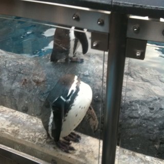 Vaskerville's profile picture. 大分