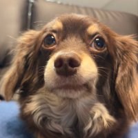 Lily@FX (@lily726_jp) 's Twitter Profile