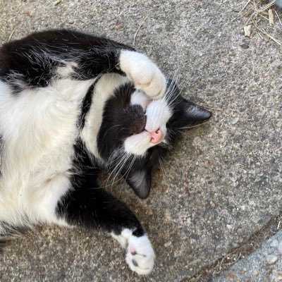 Arigator919's profile picture. 🏳️‍⚧️19yo :D I'm a slut for @JohnMors336390