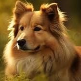 Every day a video of dogs makes your day Shine brighter on_x