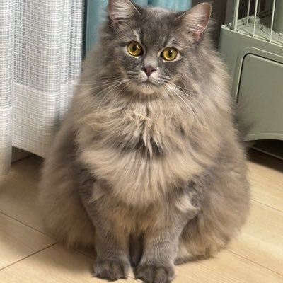 社会人6年目が数年ぶりに英語を勉強してTOEIC満点を取るアカウントです。 高3 6月のセンター模試:50点未満 大学入試センター試験:得点率85%、大学一年生4月TOEIC550点→大学4年生915点、大学3年生で英検準1級合格
