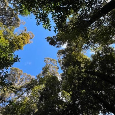 長岡京市を拠点に森林整備をしています。社叢林、里山林、竹林、特伐等々、スギヒノキは殆ど触らない林業をしています。