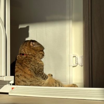 ntCHtNZaJP13048's profile picture. ゲームと猫が好き