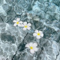 عاليه (@alixhii1) 's Twitter Profile