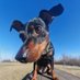 🐕 Eli - Jsem jenom pesa (@jenom_pes) Twitter profile photo 🐕 Eli - Jsem jenom pesa (@jenom_pes) Twitter profile photo