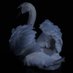 Arwa (@ar2a2000) Twitter profile photo Arwa (@ar2a2000) Twitter profile photo
