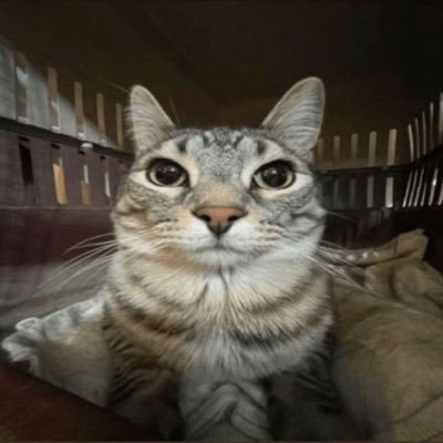 knivesbunnie's profile picture. u found me