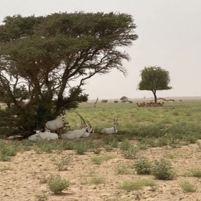 “لن تجد أصيلًا ينكر : الأصيل إن أخذَ شكر، وإن رأى ستر ، وإن أحبَ بذَل حتى في خصامه أصيل”