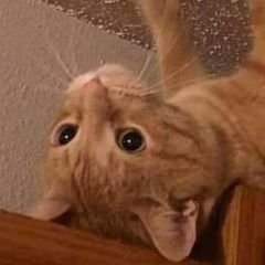 Gatito3leches's profile picture. dime miau mientras me toco, quiero cogerte poquito a poco, empezar suave y duro como un loco es tu figura la que me tiene loco🔥😼🥵
