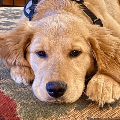 love food…and sleeping. Occasional zoomies.