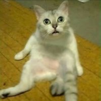 大垣 (@tomsbunny2nd420) 's Twitter Profile Photo