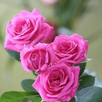 parisa m4 (@pm6965m) 's Twitter Profile