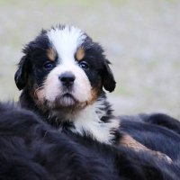 VOnLaNThEn Ptigillou (@ptitgillou38) 's Twitter Profile Photo VOnLaNThEn Ptigillou (@ptitgillou38) 's Twitter Profile Photo