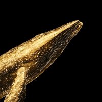 Whale Watch by Moby (@whalewatchalert) 's Twitter Profile