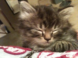 laurlini's profile picture. 