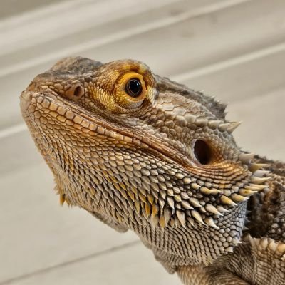 GraniteLeaf's profile picture. EAL Decluttering The Mind
https://t.co/5rhU19u07W
https://t.co/xL81VQ0KHl